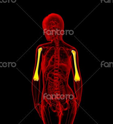  humerus bone
