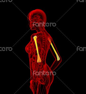 humerus bone