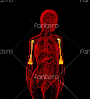  humerus bone