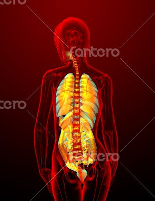 digestive system and respiratory system