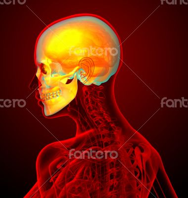 3d render medical illustration of the human sull 
