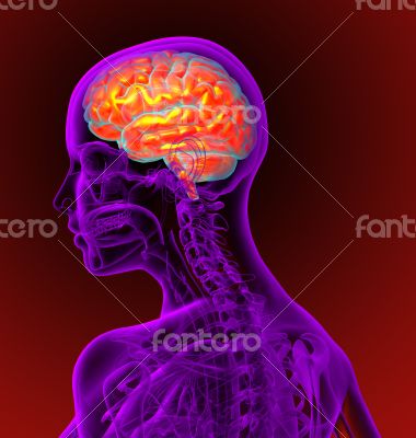 3d render medical illustration of the brain 