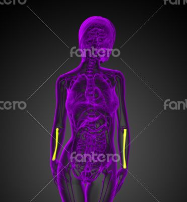 3d render medical illustration of the radius bone 