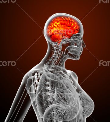 3d render medical illustration of the human brain 