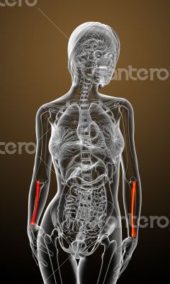 3d render medical illustration of the radius bone