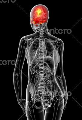 3d render medical illustration of the human sull 