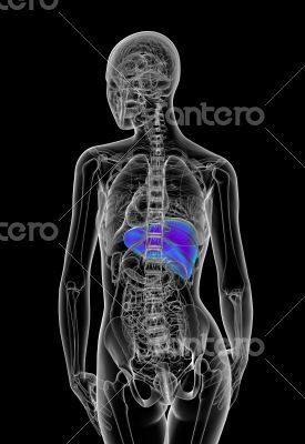 3d render medical illustration of the human liver