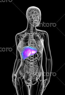 3d render medical illustration of the human liver
