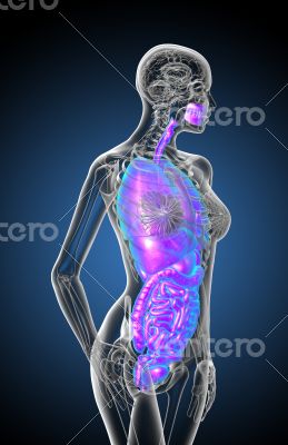 digestive system and respiratory system