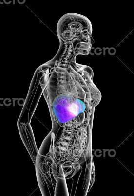 3d render medical illustration of the human liver