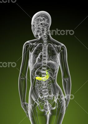 gallbladder and pancreas 