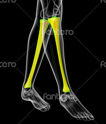 3d render medical illustration of the tibia bone