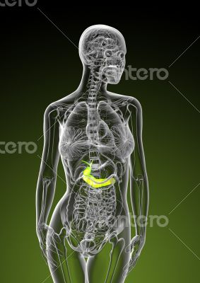 gallbladder and pancreas 