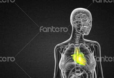 3d render medical illustration of the human heart 