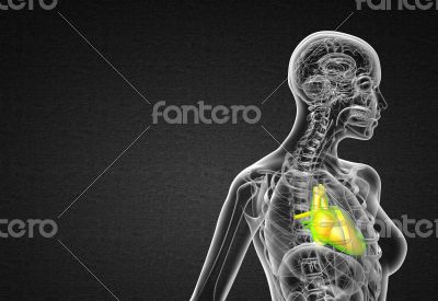 3d render medical illustration of the human heart 