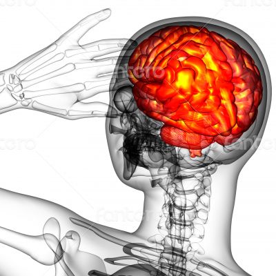 3d render medical illustration of the human brain 