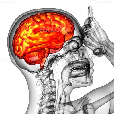 3d render medical illustration of the human brain 