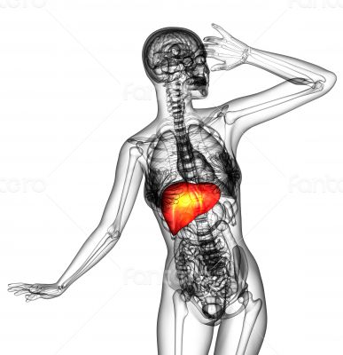 3d render medical illustration of the human liver