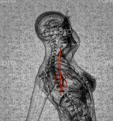 3D medical illustration of the male bronchi 