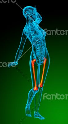 3d render medical illustration of the femur bone 