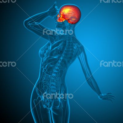 3d render medical illustration of the upper skull 