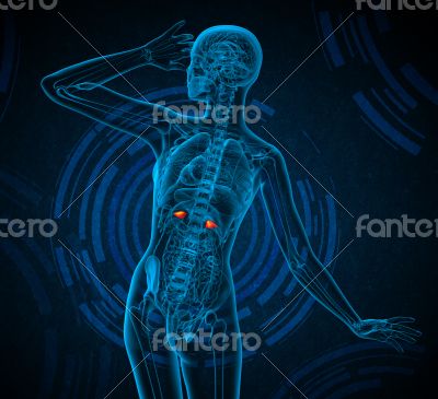 3d render medical illustration of the adrenal 