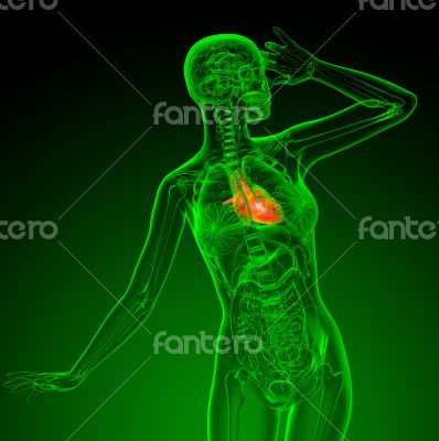 3d render medical illustration of the heart 