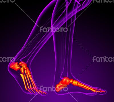 3d render medical illustration of the feet bone