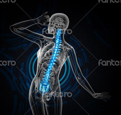 3d render medical illustration of the human spine 