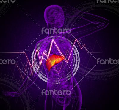 3d render medical illustration of the liver