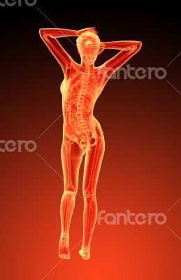 3d render illustration of the female anatomy 