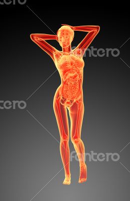 3d render illustration of the female anatomy 
