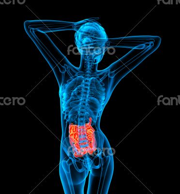 3d render illustration of the small intestine 