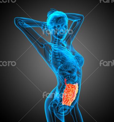 3d render illustration of the small intestine 
