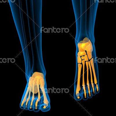 3d render medical illustration of the foot bone