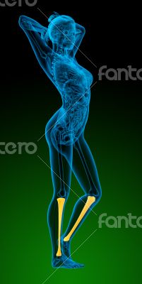 3d render medical illustration of the tibia bone