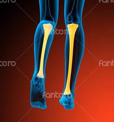 3d render medical illustration of the tibia bone
