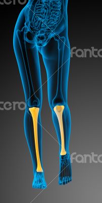 3d render medical illustration of the tibia bone