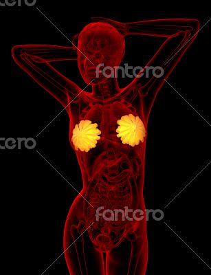 3d render medical illustration of the human breast