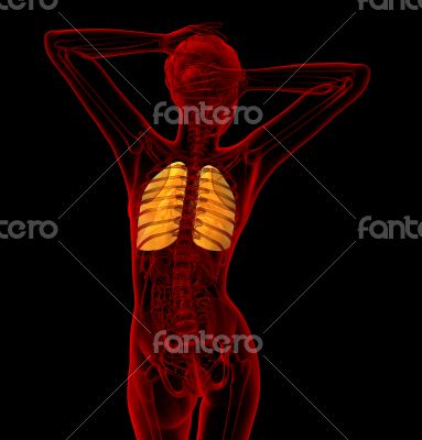 3d render medical illustration of the human lung 