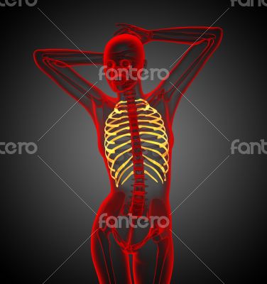 3d render medical illustration of the ribcage