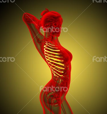 3d render medical illustration of the ribcage