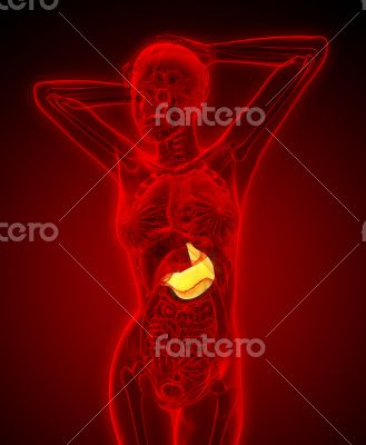 3d render medical illustration of the stomach