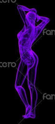 3d render illustration of the female anatomy