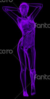 3d render illustration of the female anatomy