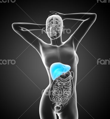 3d render medical illustration of the liver 