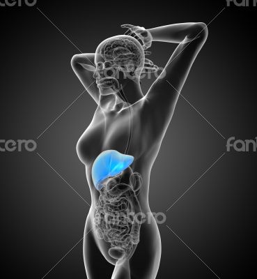 3d render medical illustration of the liver 