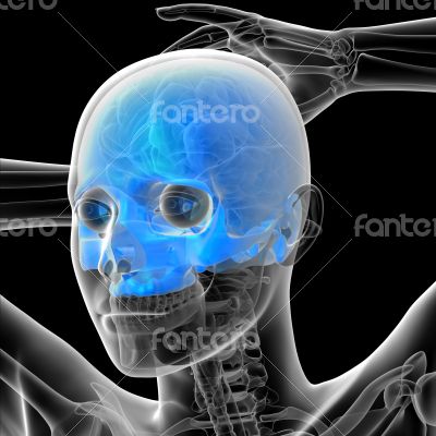 3d render medical illustration of the human skull