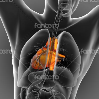 3d render medical illustration of the human heart 