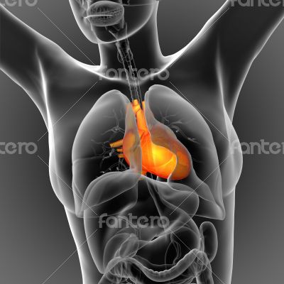 3d render medical illustration of the human heart 